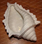 Dept. 56, Deck The Shores - Trumpt Shell Planter (4038518) Porcelain, Flower Pot. Fixed Price $18.50.
