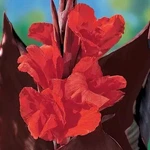 6 - King Humbert Canna Lily Rhizomes Bulbs Purple/green Leaf, Red/orange Flowers. Fixed Price $24.95.