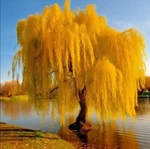 5 Gold Weeping Willow Tree Cuttings To Grow - Excellent For Bonsai Garden. Fixed Price $14.96.