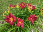 Daylily Charles Johnston Cherry Red With Green Throat - 2 Fans. Fixed Price $16.00.