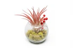 Air Plant Shop Festive Terrarium Kit - Wholesale & Bulk Live Tillandsia. Fixed Price $21.60.