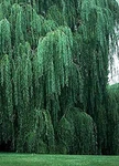 2 Bright Green Weeping Willow Cuttings, Grow Trees - Wisconsin. Fixed Price $15.96.