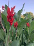 Red Canna Lily Bulbs, 4-5 Feet, Large Green Leaves. Fixed Price $19.99.