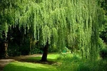 2 Bright Green Weeping Willow Cuttings Wisconsin Root. Fixed Price $11.96.