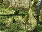 Photo 12X8 Part Of The Hut Circle I, Drummondreach Oak Wood Duncanston If C2017. Fixed Price $8.06.