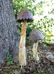 Rustic Mushroom Garden Stake Set Metal Yard Art Statue Sculpture Of 2. Fixed Price $145.00.