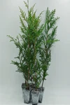 Live Green Giant Arborvitae Tree + Thuja Standishii X Plicata - 2.5" Pot. Fixed Price $47.95.