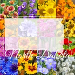 Pound North Dakota Western Bulk Wildflower Seed Mix 1/4LB Covers 800SQ-FT. Fixed Price $25.95.