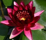 Red Live Hardy Water Lily Tubers Aquatic Pond Plants Lilies. Fixed Price $39.89.