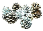 Northern Lights Fire Color Cones.. Fixed Price $37.04.