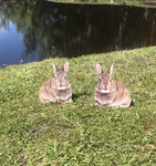 Bunny Rabbit Garden Yard Planter Stake Summer Outdoor Home Decor. Fixed Price $29.95.