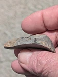 Great Limace "slug" Scraper, 2"+, Central Tennessee, Banded Flint, Authentic. Fixed Price $30.00.