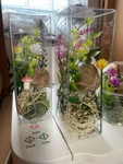 One Large Fresh Praying Mantis Egg Case With Clear 6X2X2 Hatching Terrarium 2026. Fixed Price $29.99.