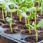 Hydrofarm Jump Start MT10009 Seedling Heat Mat 48" X 20". Fixed Price $40.00.