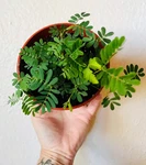 Medium Your Plant Bi*ch Sensitive Starter Grow Kit Kid Projects. Fixed Price $14.24.
