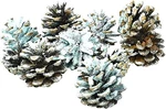 Northern Lights Color Cones By - Transform Fireplaces And Camp Fires To .... Fixed Price $35.71.