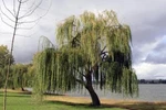 32+ Thin Gold Weeping Willow Tree Cuttings. Pencil Size Or Smaller. Salix Babylo. Fixed Price $18.00.