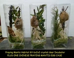 1 Large Fresh Praying Mantis Egg Case With Clear 6X2X2 Hatching Terrarium 2026. Fixed Price $29.99.