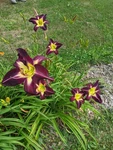 Daylily Cameroon Night - Gorgeous Dark Purple With Green Throat 2 Fans. Fixed Price $17.00.