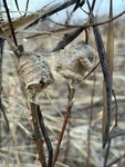 2026 Fresh Chinese Praying Mantis Egg Case Free Hatching Bag Large Ootheca. Fixed Price $15.99.