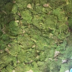 3 Lbs Supermoss Preserved Sheet Fresh Green Box 20ISH Sq Feet Crafts Garden. Fixed Price $39.99.