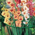Panacea 84170 12" X 18" Tall Grow Thru Peony Ring Plant Support - Pack Of 6. Fixed Price $46.83.